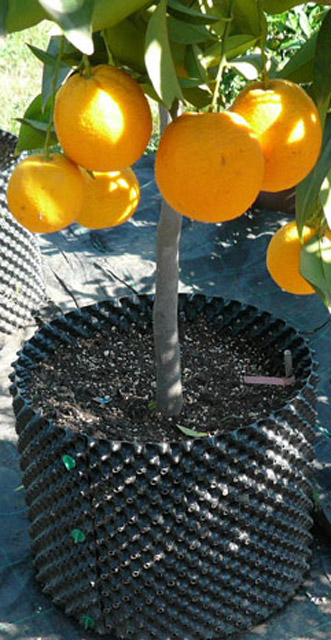 Air-Pot (12) Superoots 0.3 Gallon 1L Garden Propagation Pot Planter  Containers