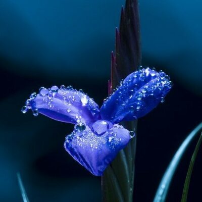 blue-flower-g1dcbf3e5a_640 (1)